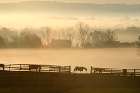 Blue Chip Horse Farm Golden Morning Fine Art Print