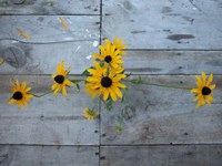 Harvest Table Blackeye Suzies Fine Art Print