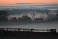 Horse Farm Rose Dawn Fine Art Print