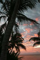Palm Sunrise Vertical Fine Art Print