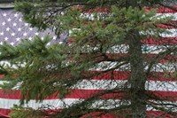 Pine Flag Barn Fine Art Print