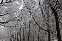 Snow Covered Trees Apartments Fine Art Print