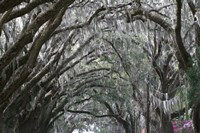 Spainish Moss Live Oak Arch Fine Art Print