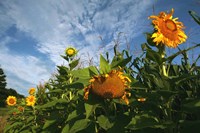 Sunflower Sky Fine Art Print