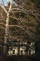 Sycamore House Vertical Fine Art Print