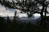 Treeline Pine Fine Art Print