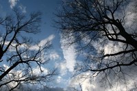 Trees Reaching Out Fine Art Print