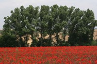 Tuscan Treeline Poppies Fine Art Print