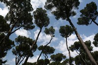Tuscan Trees Clouds Fine Art Print