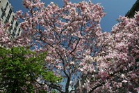 Urban Spring Fine Art Print