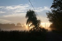 Willows Morning Road Fine Art Print
