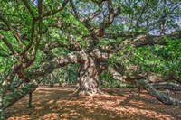 Angel Oak Fine Art Print