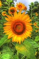 August Sunflowers Fine Art Print