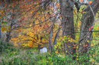 Autumn Shed Fine Art Print