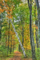 Birch Over The Trail Fine Art Print