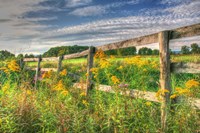 Denniston Lane Fence Fine Art Print
