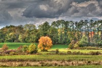 Drak Sky Shiningtree Fine Art Print