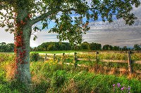 Fence And Tree Fine Art Print