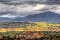 Flying South Fine Art Print