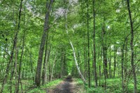 Forest Birch Fine Art Print