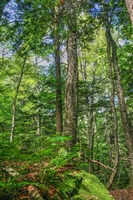 Forest Vertical Fine Art Print