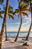 Four Palm Hammock Fine Art Print