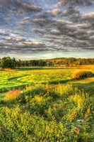 Garden Views Fine Art Print