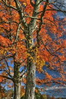Grandparent Trees Fine Art Print