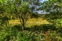 Hobart Meadow Fine Art Print