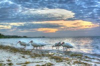 Ibis At Sunrise Fine Art Print