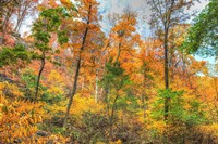 Inwood Park Horizontal Fine Art Print