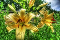 June Lilies Fine Art Print