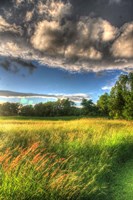 Late Afternoon Field Fine Art Print