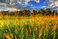Late Summer Grass Fine Art Print