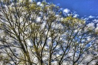 May Buds And Sky Fine Art Print