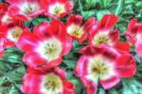 Open Poppies Fine Art Print