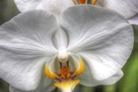 Orchid Detail Fine Art Print