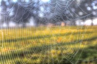 Paddock Web Fine Art Print