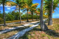Palm Road Fine Art Print