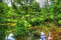 Pine Pond Reflection Fine Art Print