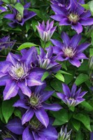 Purple Flowers Fine Art Print