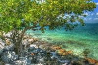 Rocky Shore Tree Fine Art Print