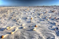 Sea Shells And Sand Fine Art Print