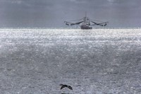 Shrimper And Cormarant Fine Art Print