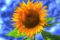 Singular Beauty Fine Art Print