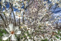 Spring Blossoms Fine Art Print