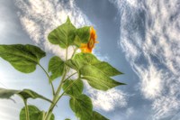 Sunflower Sky Fine Art Print