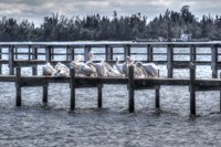 White Pelicans And Piers Fine Art Print