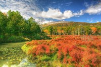 Whitecliffs Fine Art Print