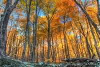 Winding Hills Park Fine Art Print